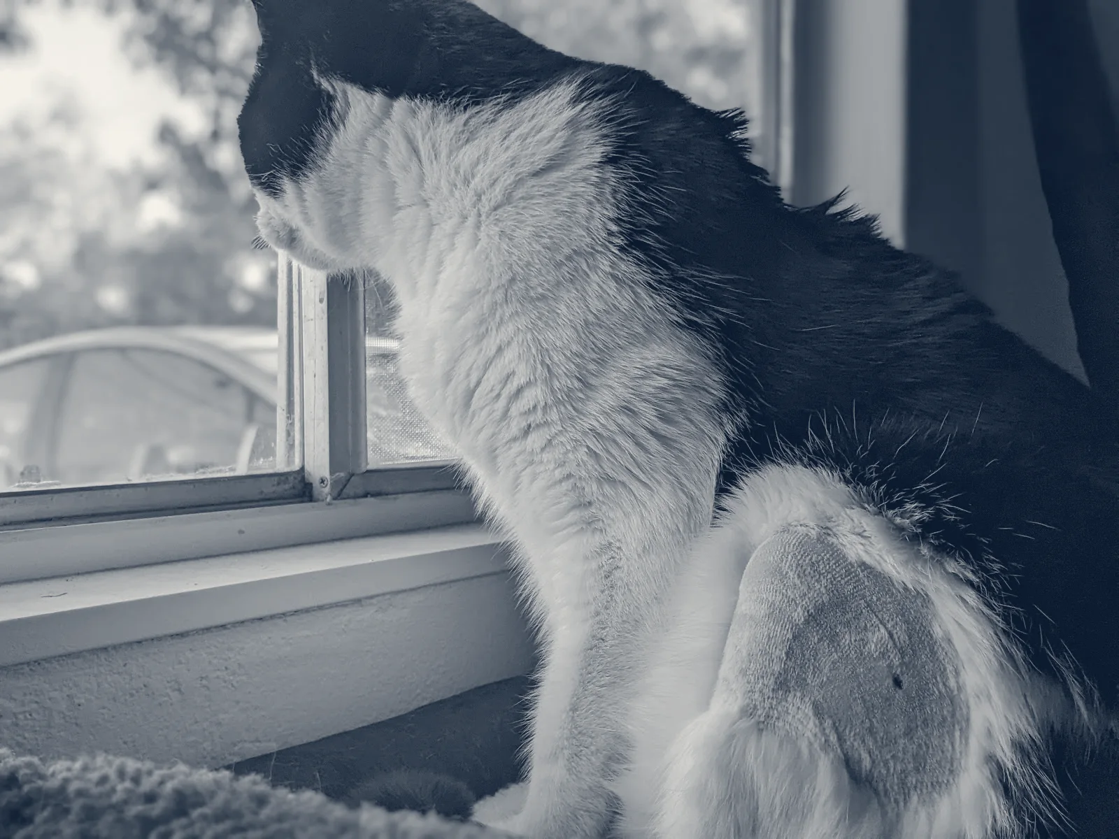 South Bay Animal Hospital & Emergency — San Jose, California