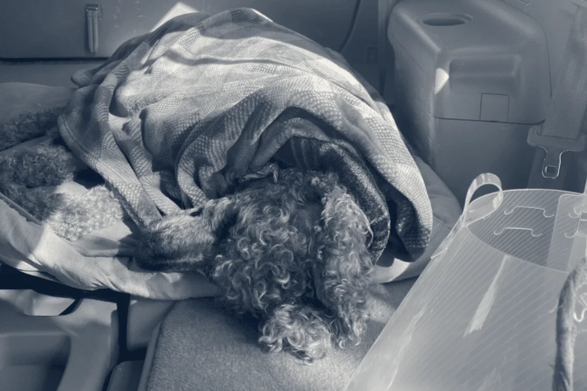 MedVet Campbell — Campbell, California