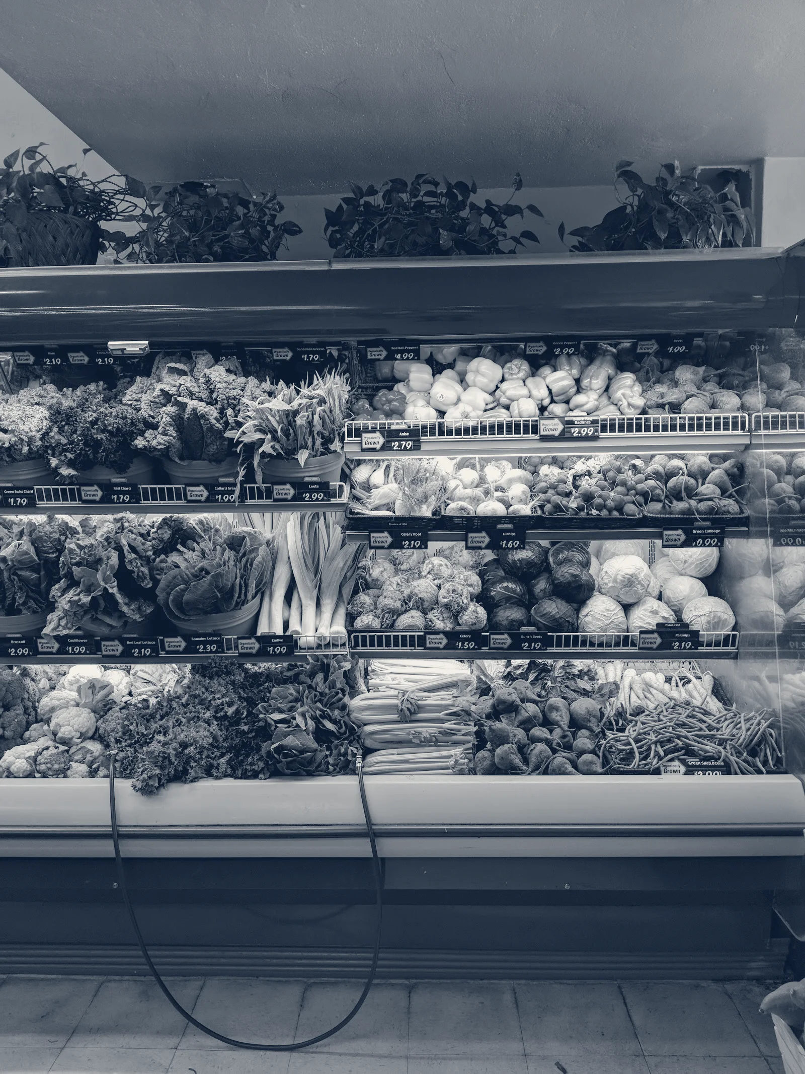 Country Sun Natural Foods — Palo Alto, California