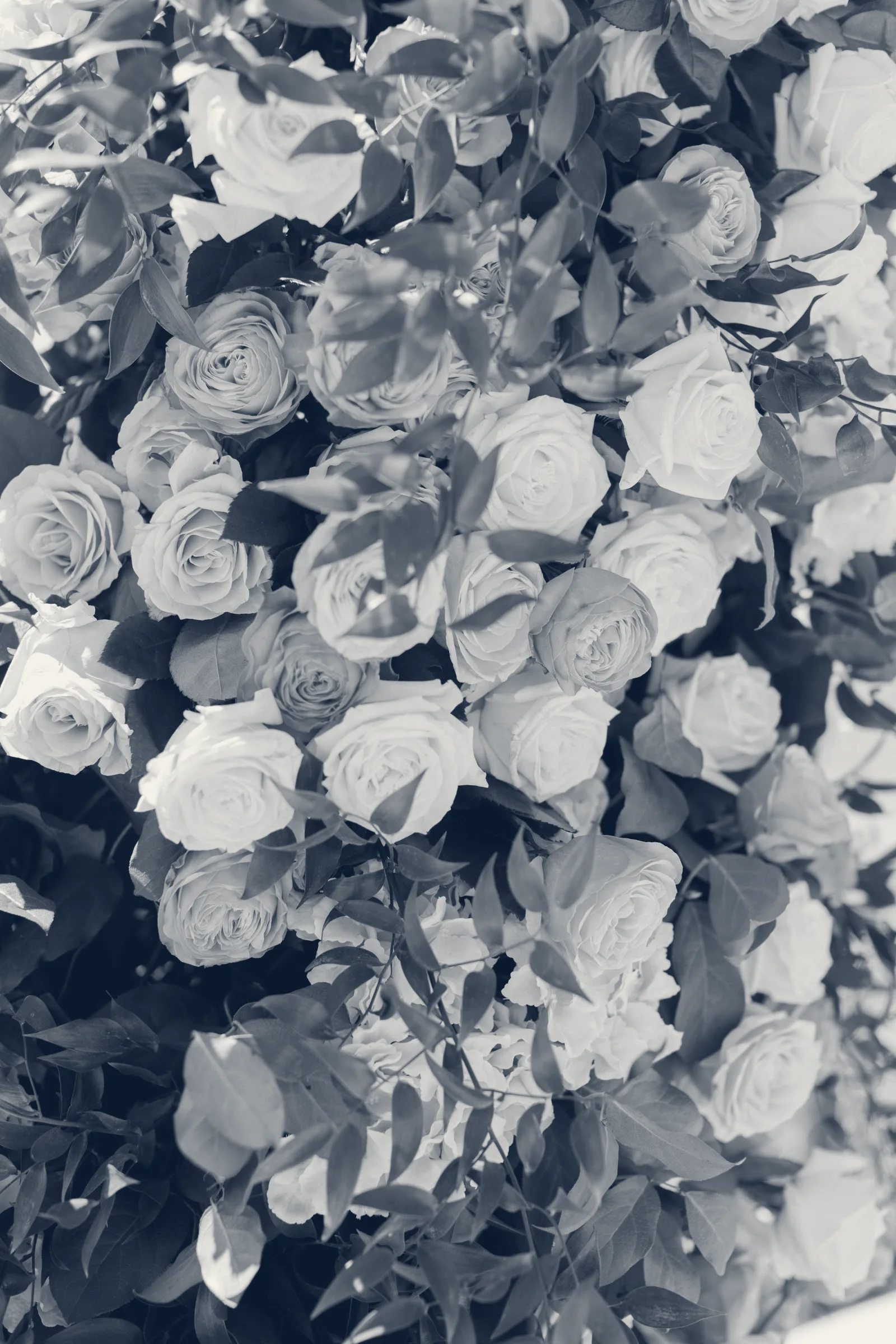Eucharis Design Studio — Irvine, California