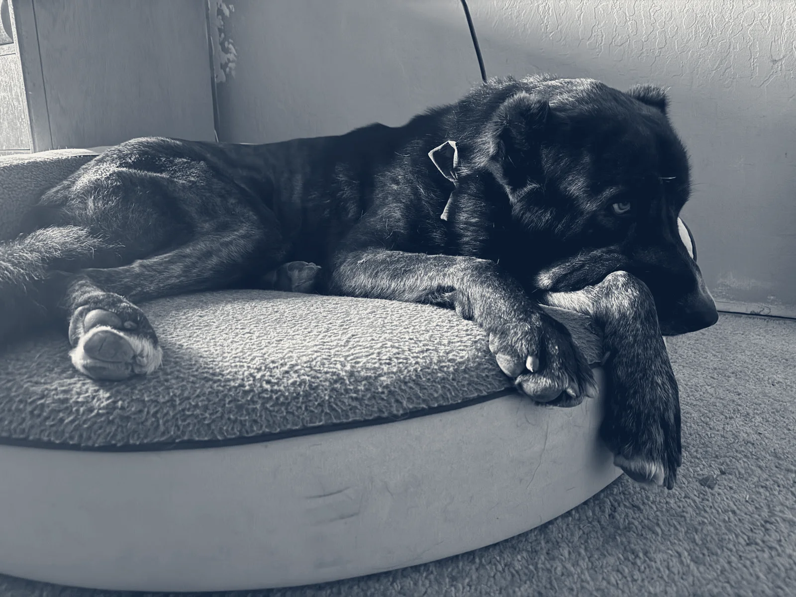 Dermatology for Animals - Campbell — Campbell, California