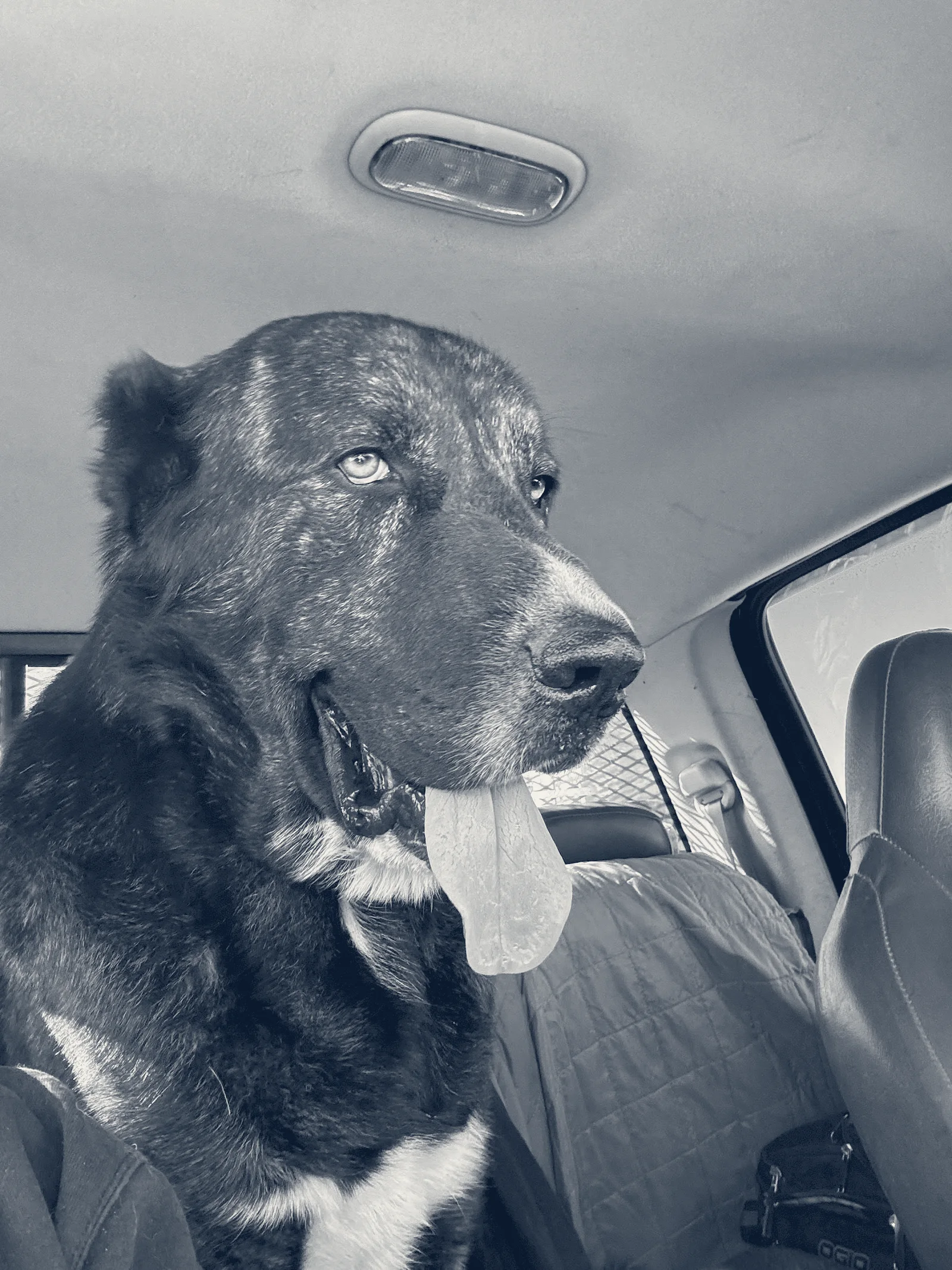 Dermatology for Animals - Campbell — Campbell, California