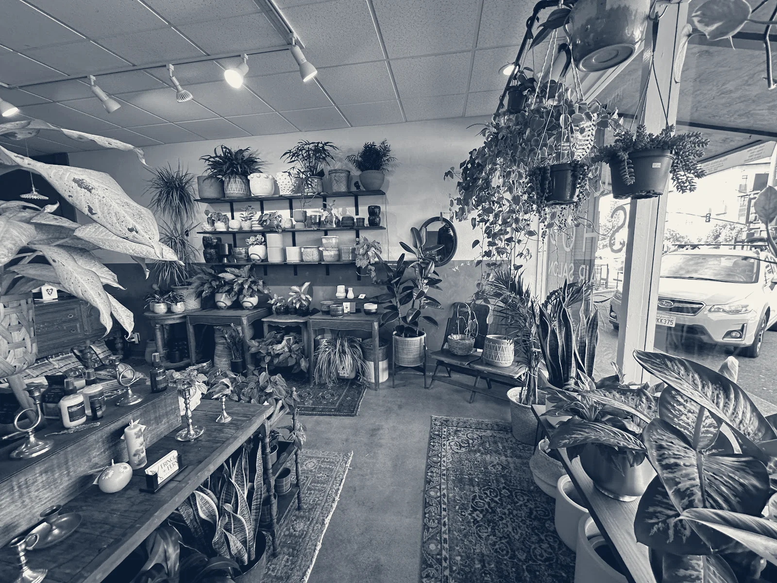 Fringe & Fern Collective — Walnut Creek, California