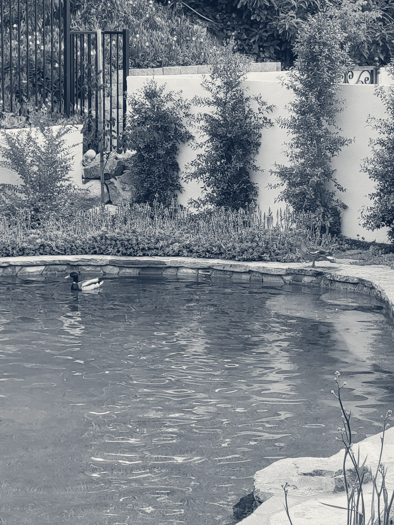 Crescenta Valley Pools — La Crescenta-Montrose, California