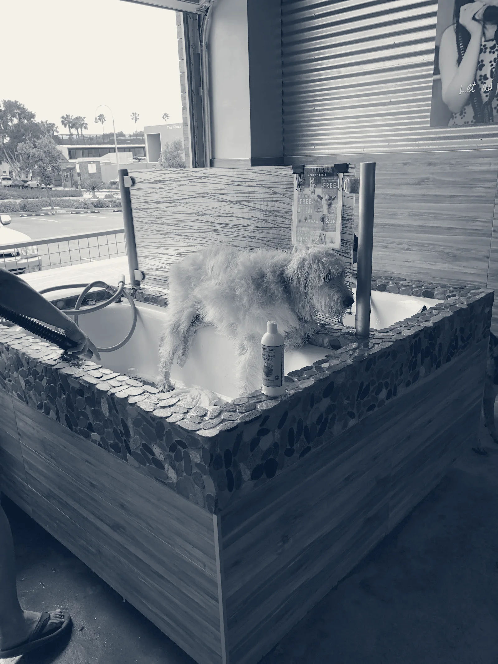 Dirty Dogs Solana Beach — Solana Beach, California