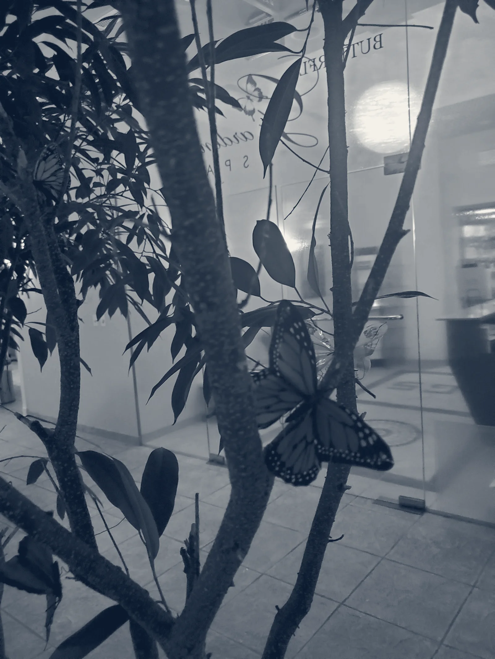 Butterfly Garden Spa — Great Neck, New York