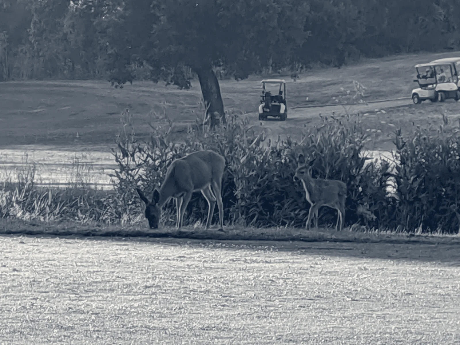 Redwood Canyon Golf Course — Castro Valley, California