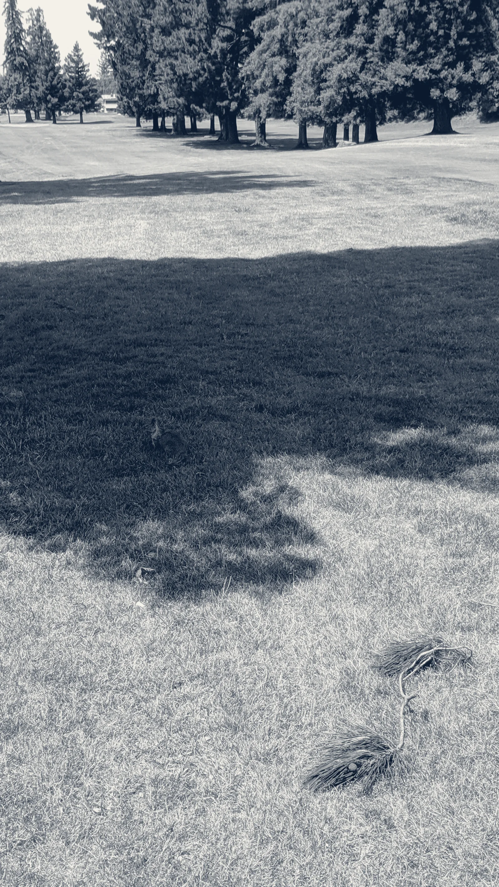 Blackberry Farm Golf Course — Cupertino, California