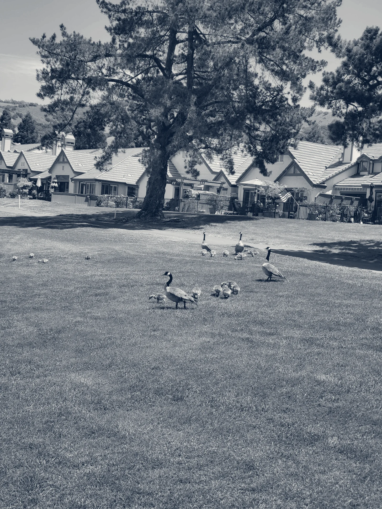 Villages Golf & Country Club — San Jose, California
