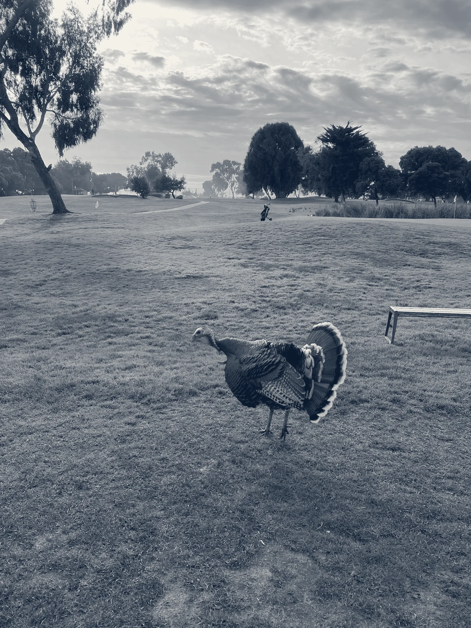 Marina Golf Course — San Leandro, California
