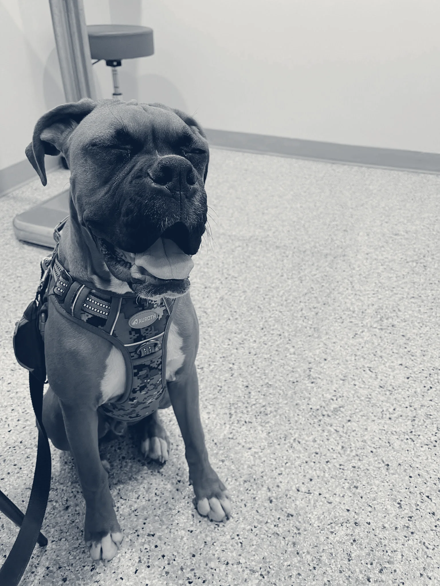East Chapman Veterinary Center — Orange, California