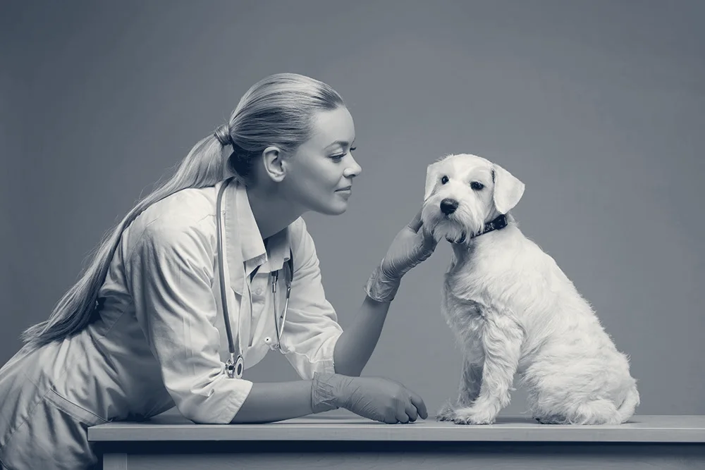 Veterinary Out-Patient Clinic — Orange, California