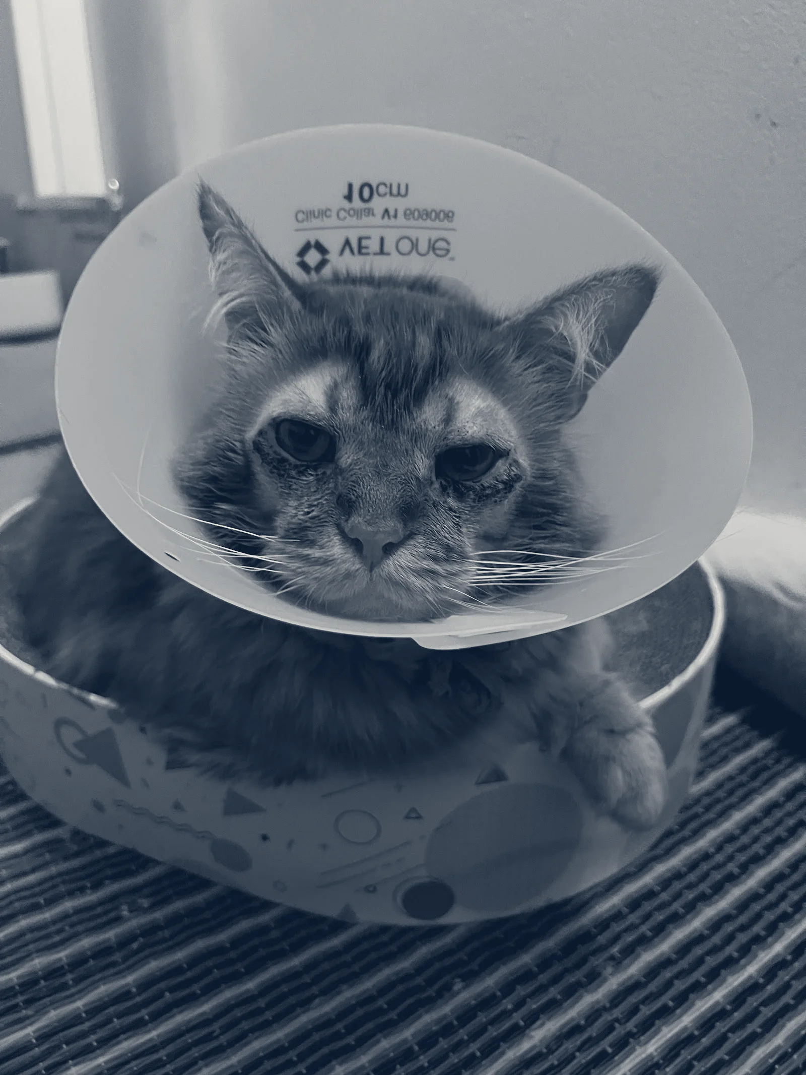 Veterinary Out-Patient Clinic — Orange, California