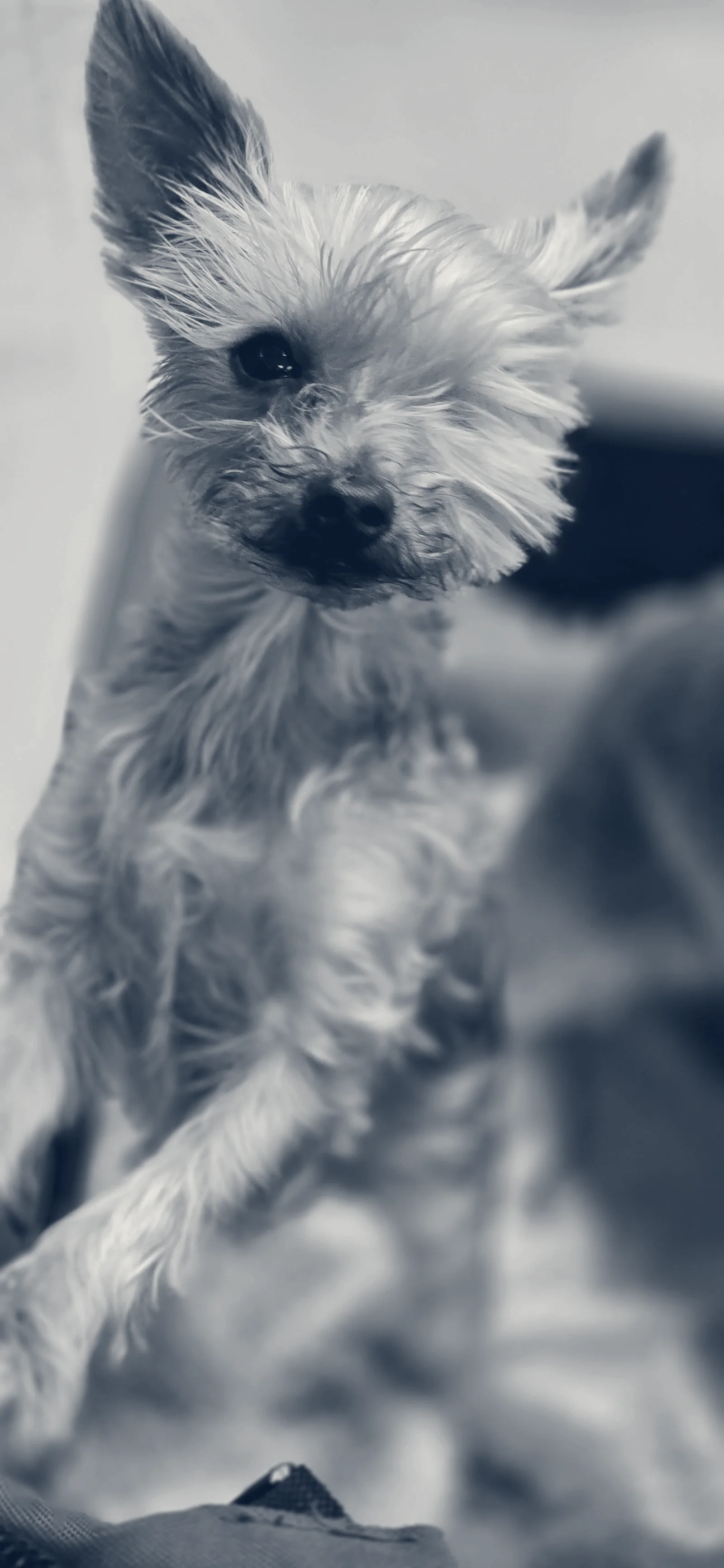 Villa Park Animal Clinic — Orange, California