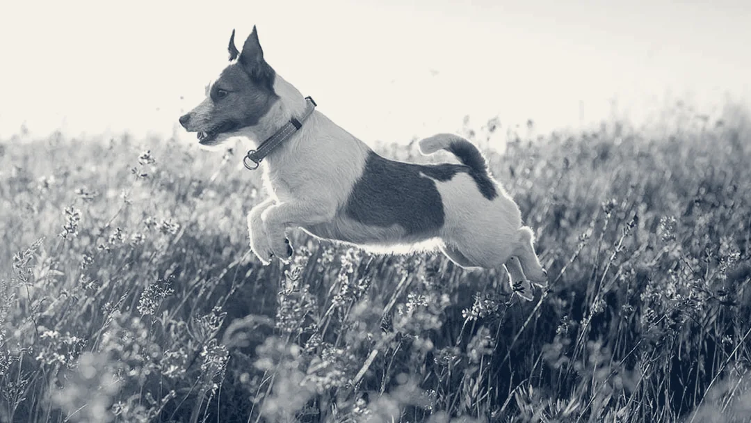 Anaheim Hills Pet Clinic — Anaheim, California