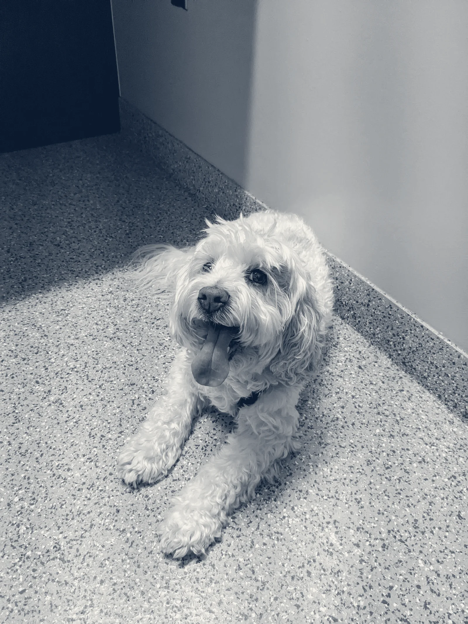 Anaheim Hills Pet Clinic — Anaheim, California