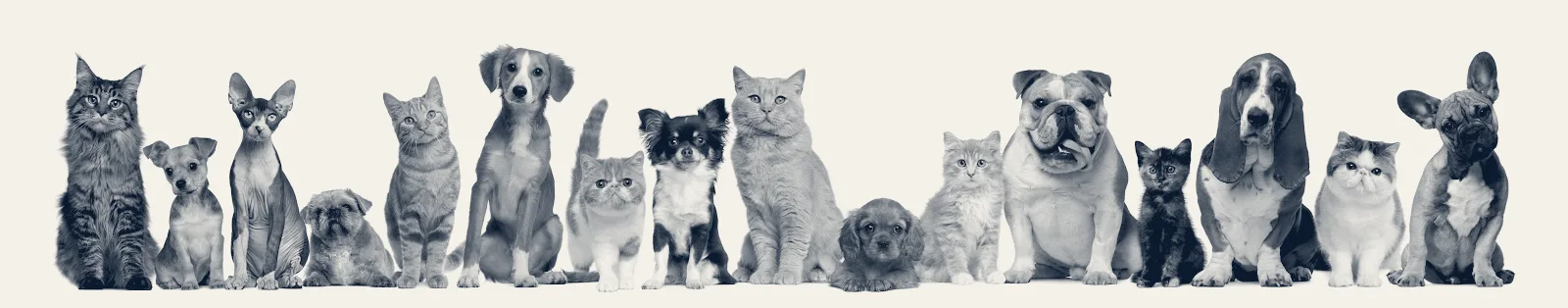 Affordable Animal Hospital of Orange — Orange, California