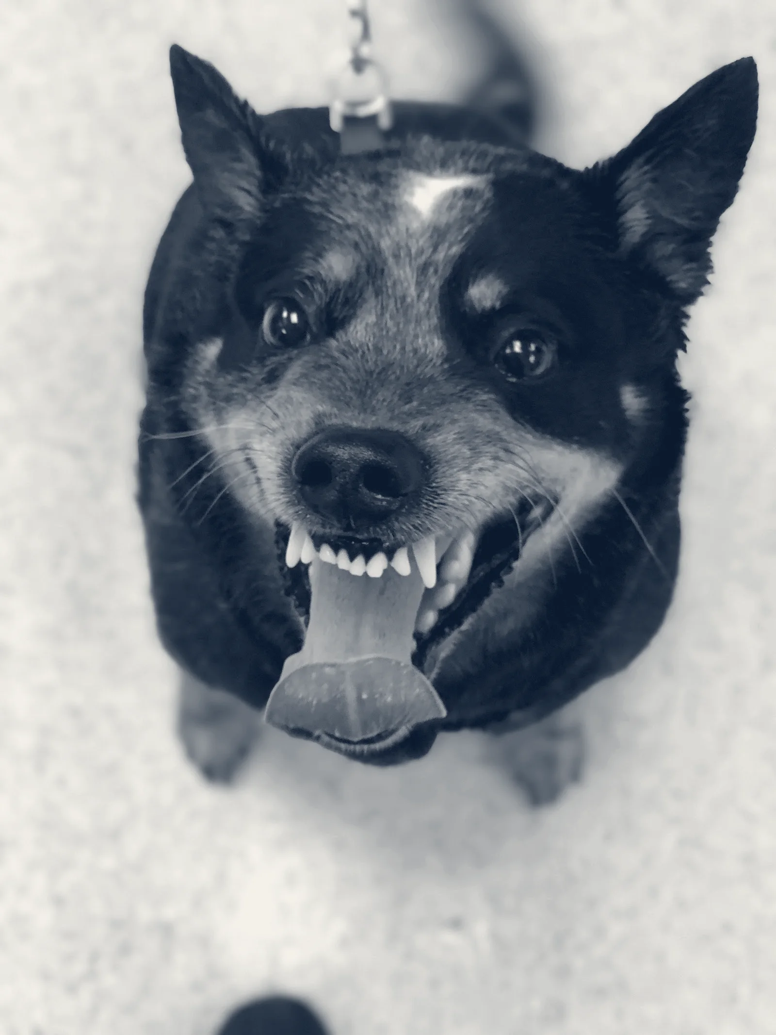 Animal Medical Center of Orange — Orange, California