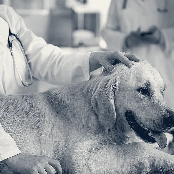 Affordable Animal Hospital: Santa Ana — Santa Ana, California