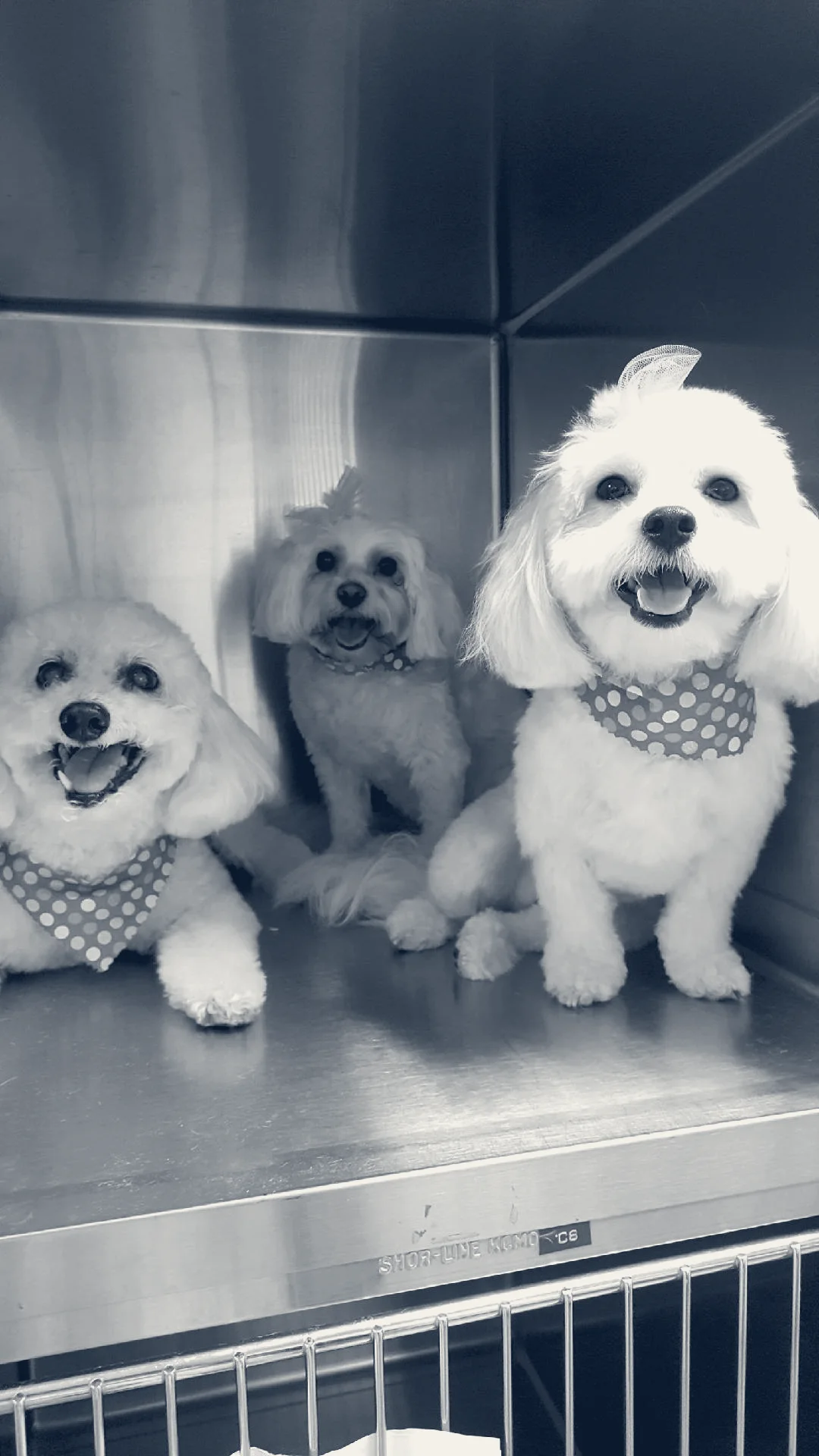 Healthy Pet Hospital and Grooming — Orange, California