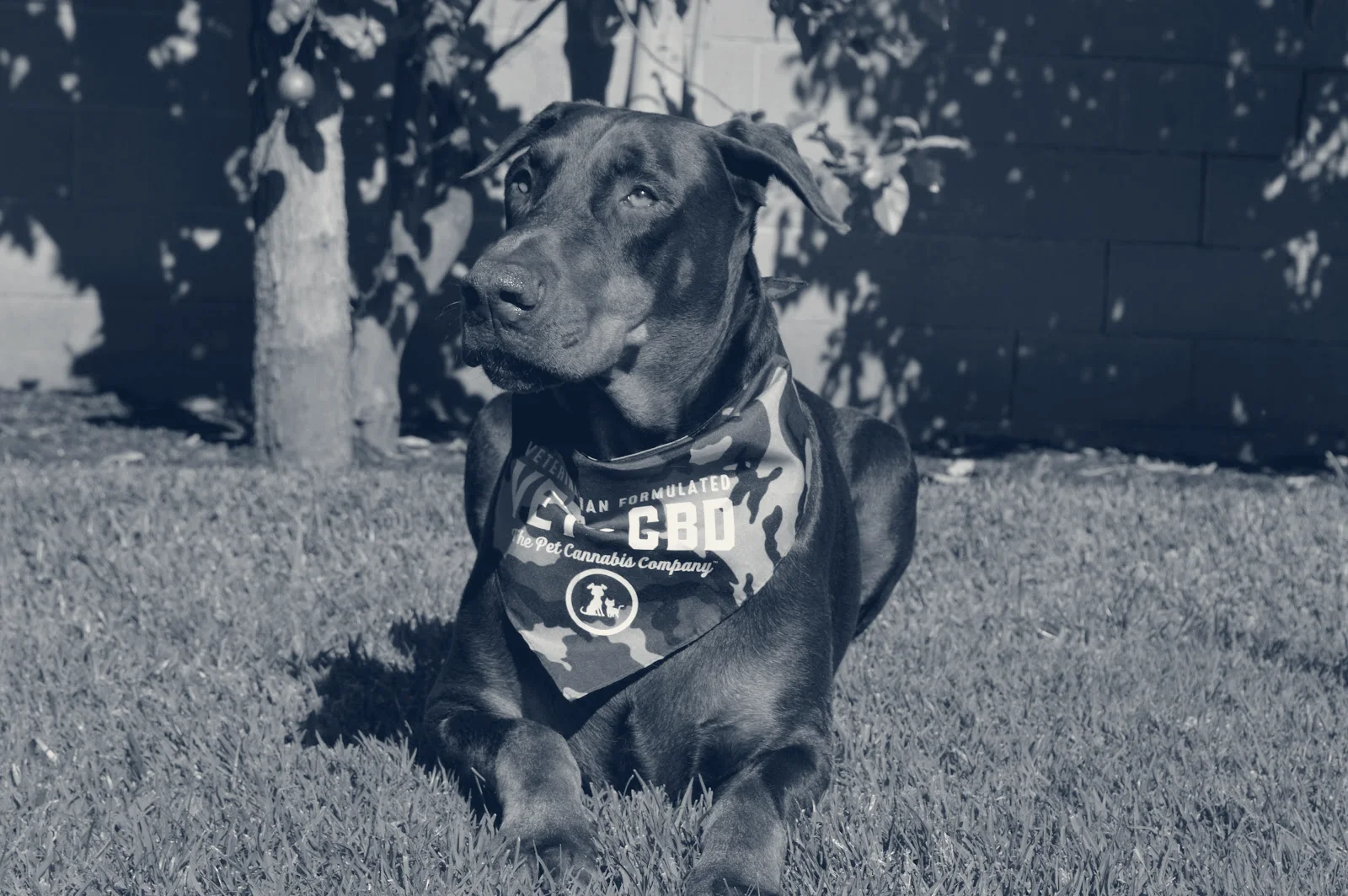 Healthy Pet Hospital and Grooming — Orange, California