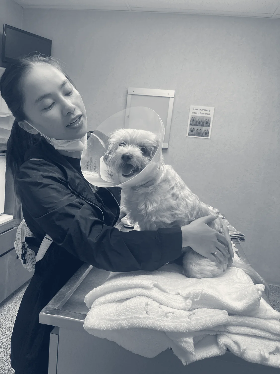 Garden Grove Dog and Cat Hospital — Garden Grove, California