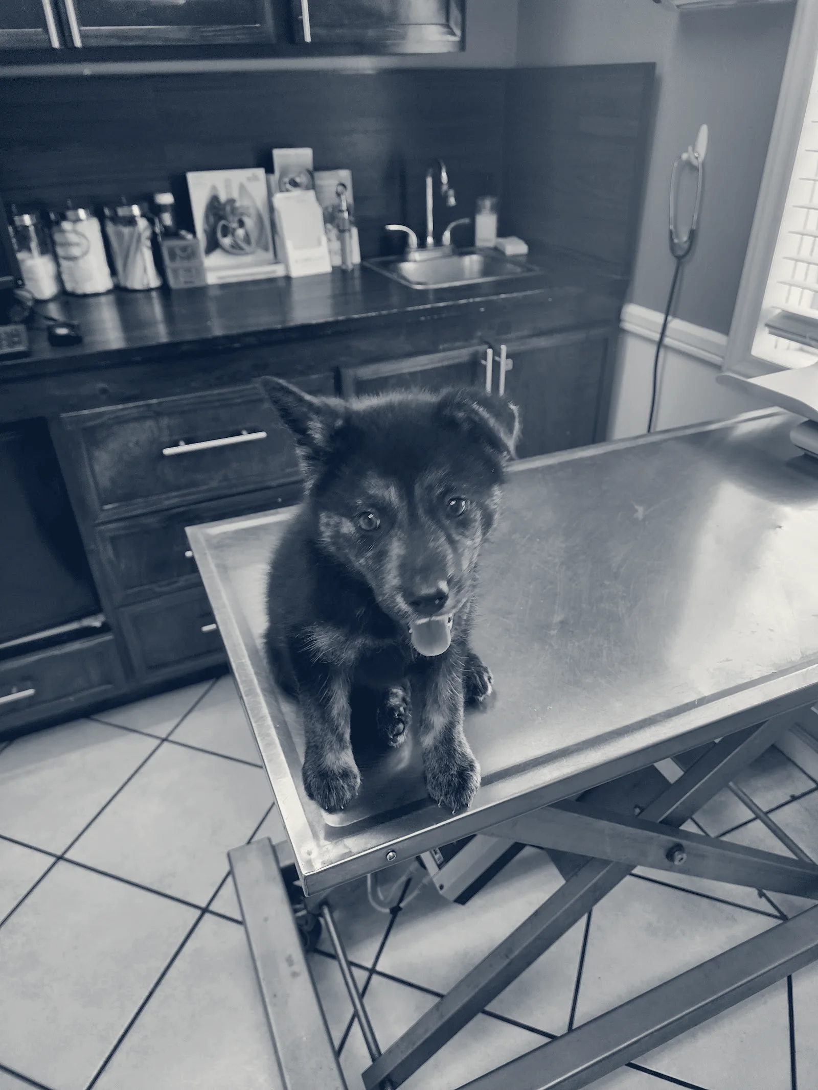 Santa Ana Veterinary Hospital — Santa Ana, California