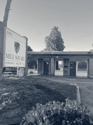 Panova Animal Hospital — Fountain Valley, California