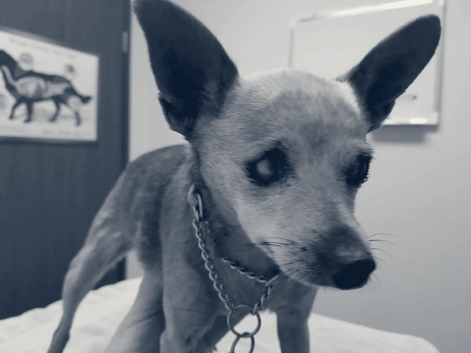 Riverdale Animal Hospital — Orange, California