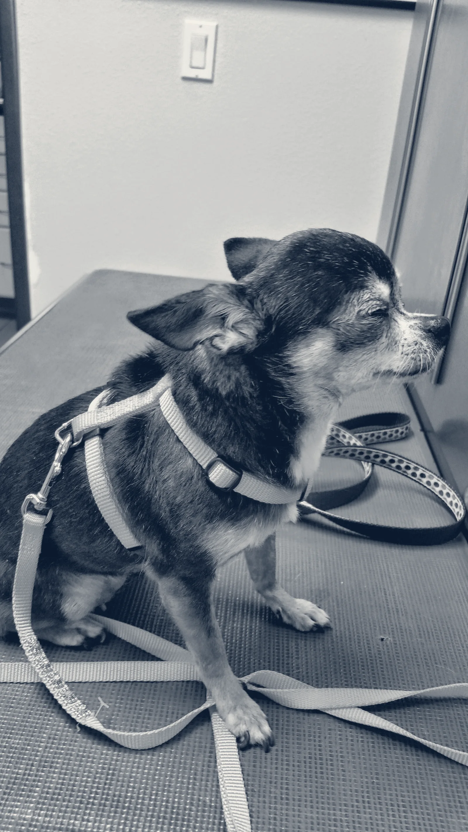 Riverdale Animal Hospital — Orange, California