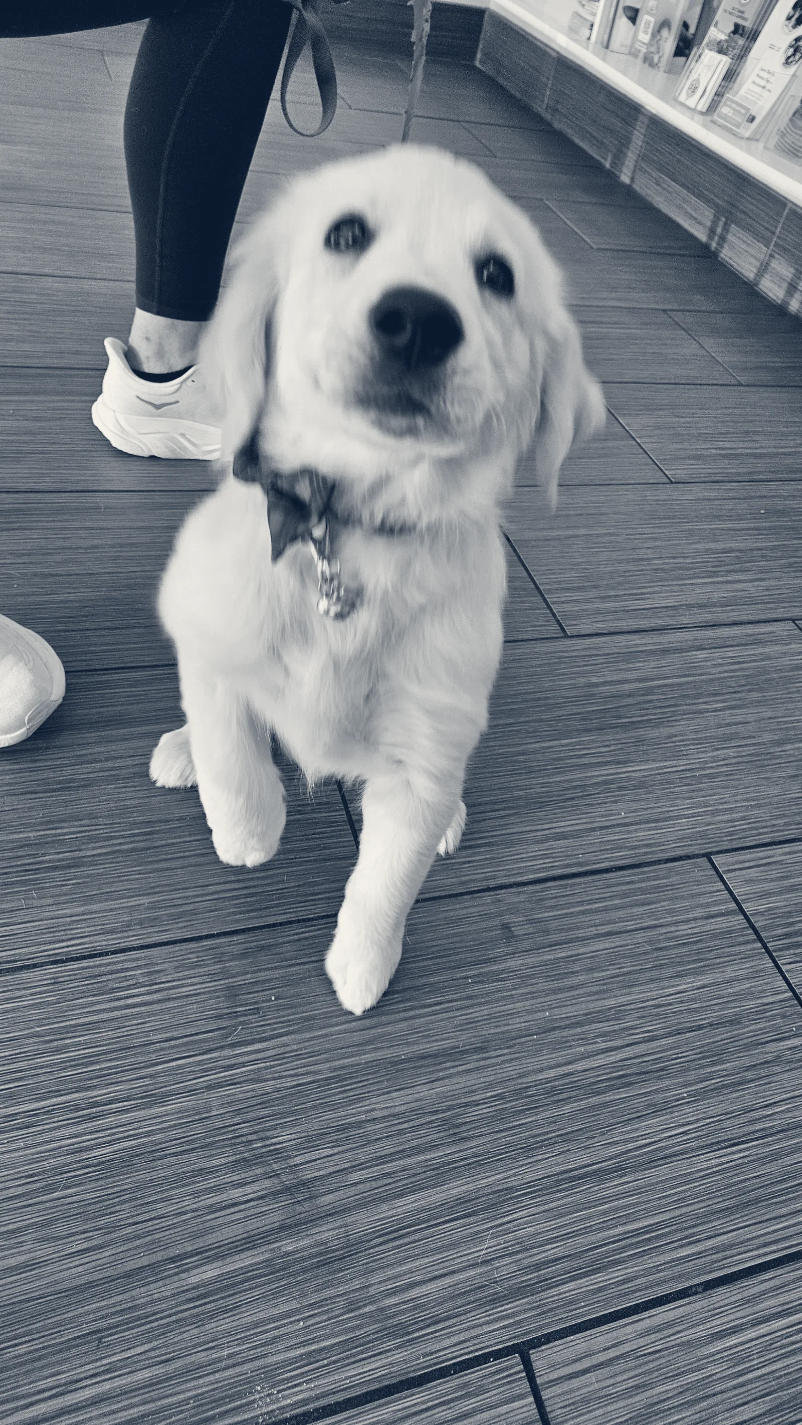 Bristol Memory Animal Clinic — Santa Ana, California