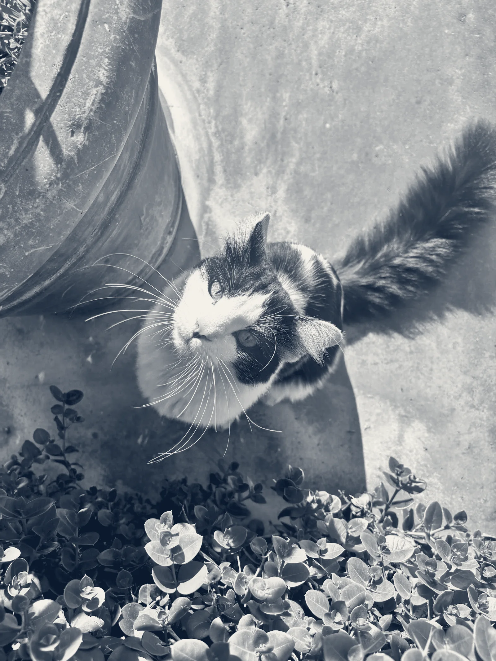 Bristol Memory Animal Clinic — Santa Ana, California