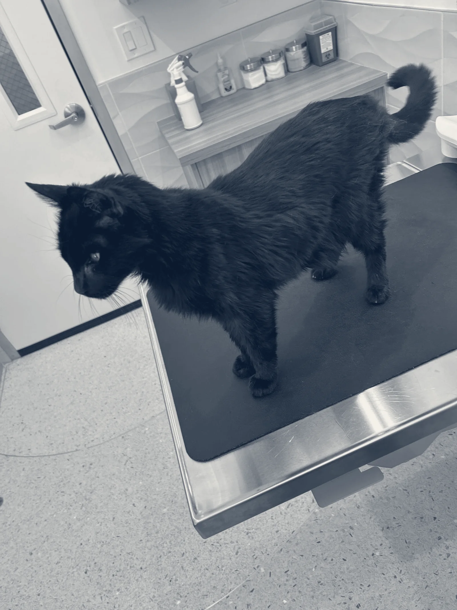Orange Friendly Animal Hospital — Orange, California