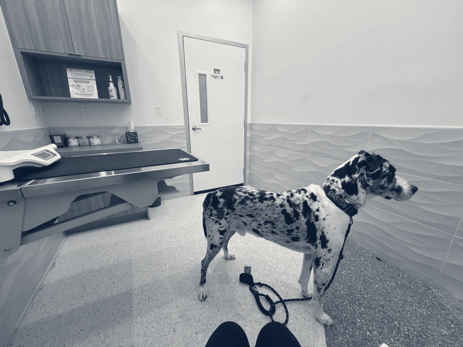Orange Friendly Animal Hospital — Orange, California