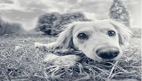 Yorba Linda Pet Care Center — Yorba Linda, California