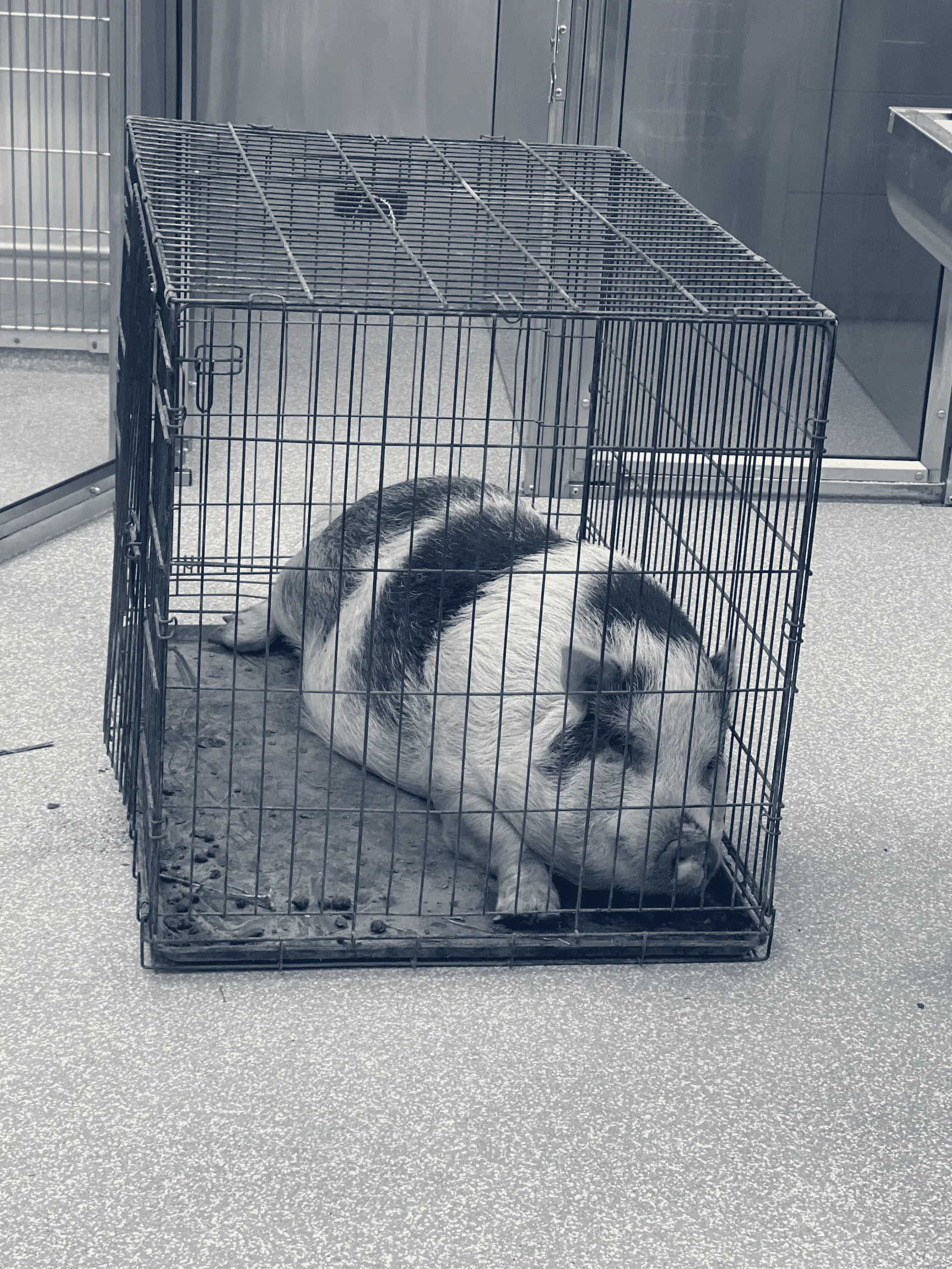 Yorba Linda Pet Care Center — Yorba Linda, California