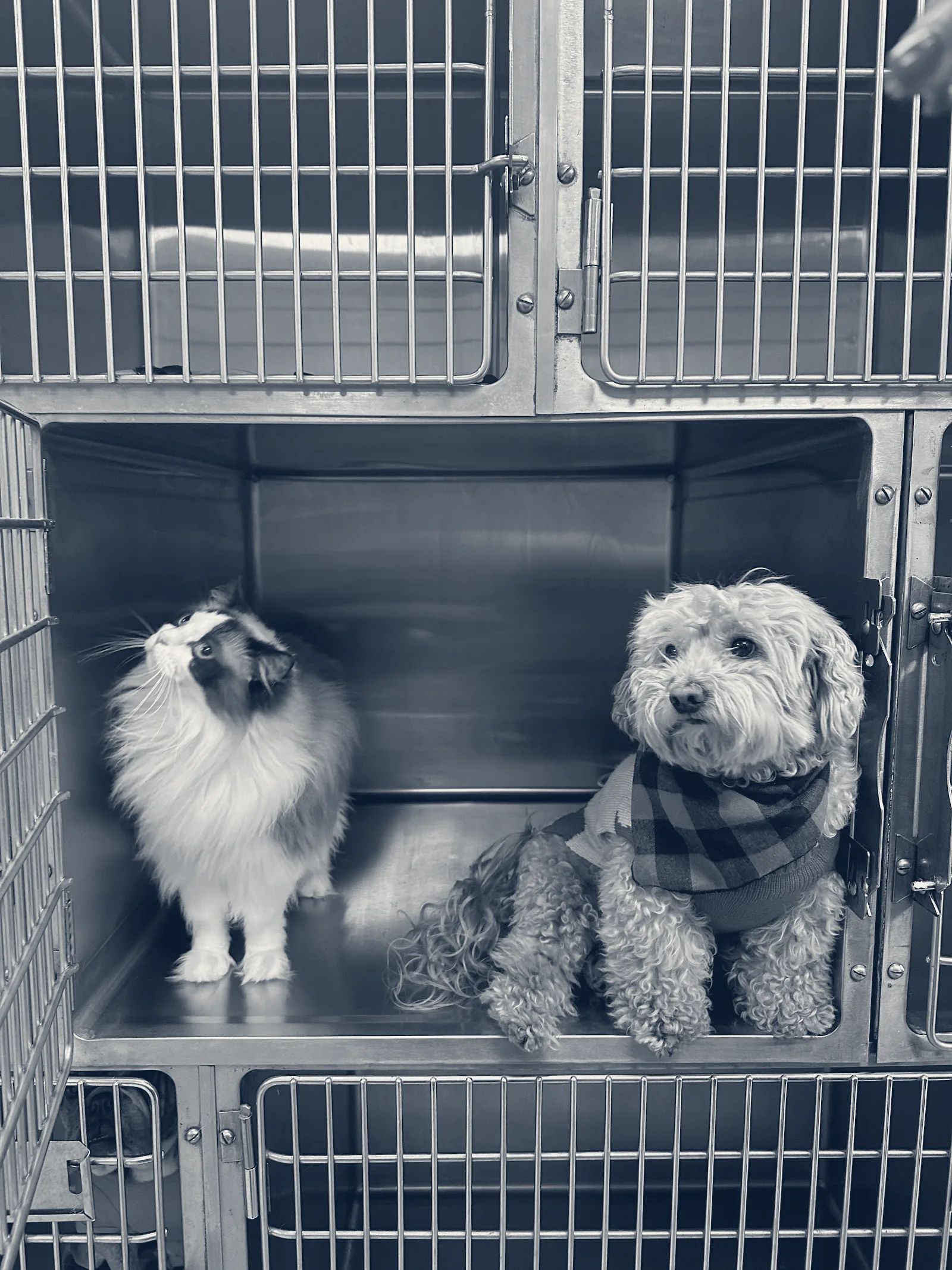 Yorba Linda Pet Care Center — Yorba Linda, California