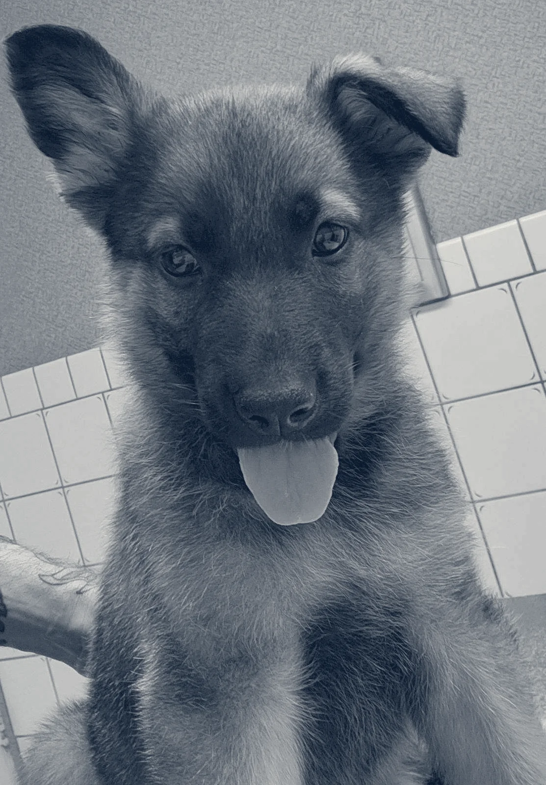 Placentia Veterinary Clinic — Placentia, California