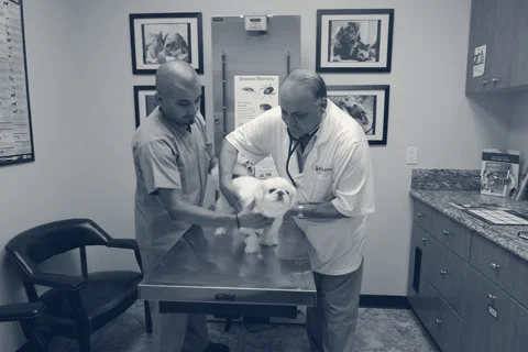 Magnolia Animal Hospital — Westminster, California