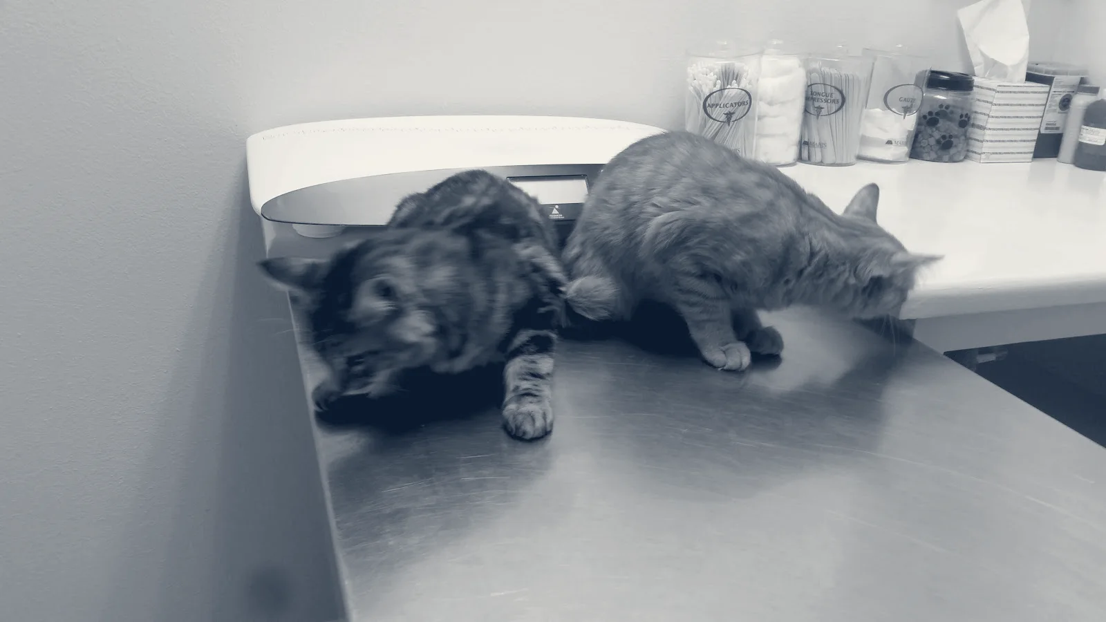 Family Animal Hospital — Costa Mesa, California