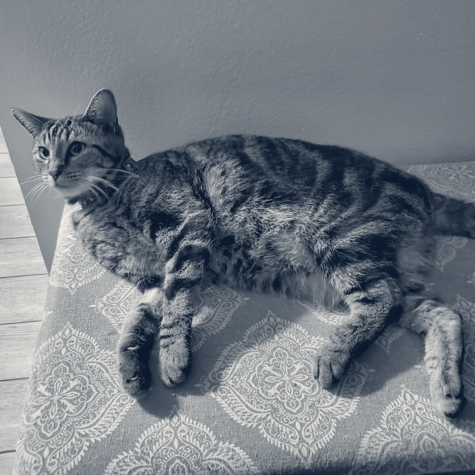 Family Animal Hospital — Costa Mesa, California