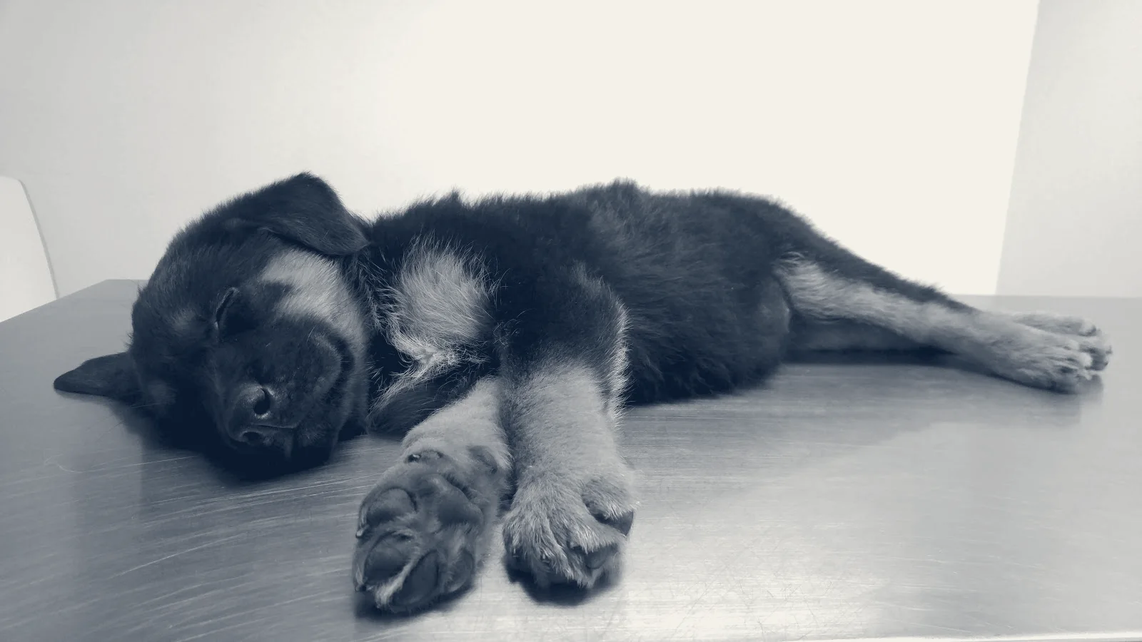 Family Animal Hospital — Costa Mesa, California