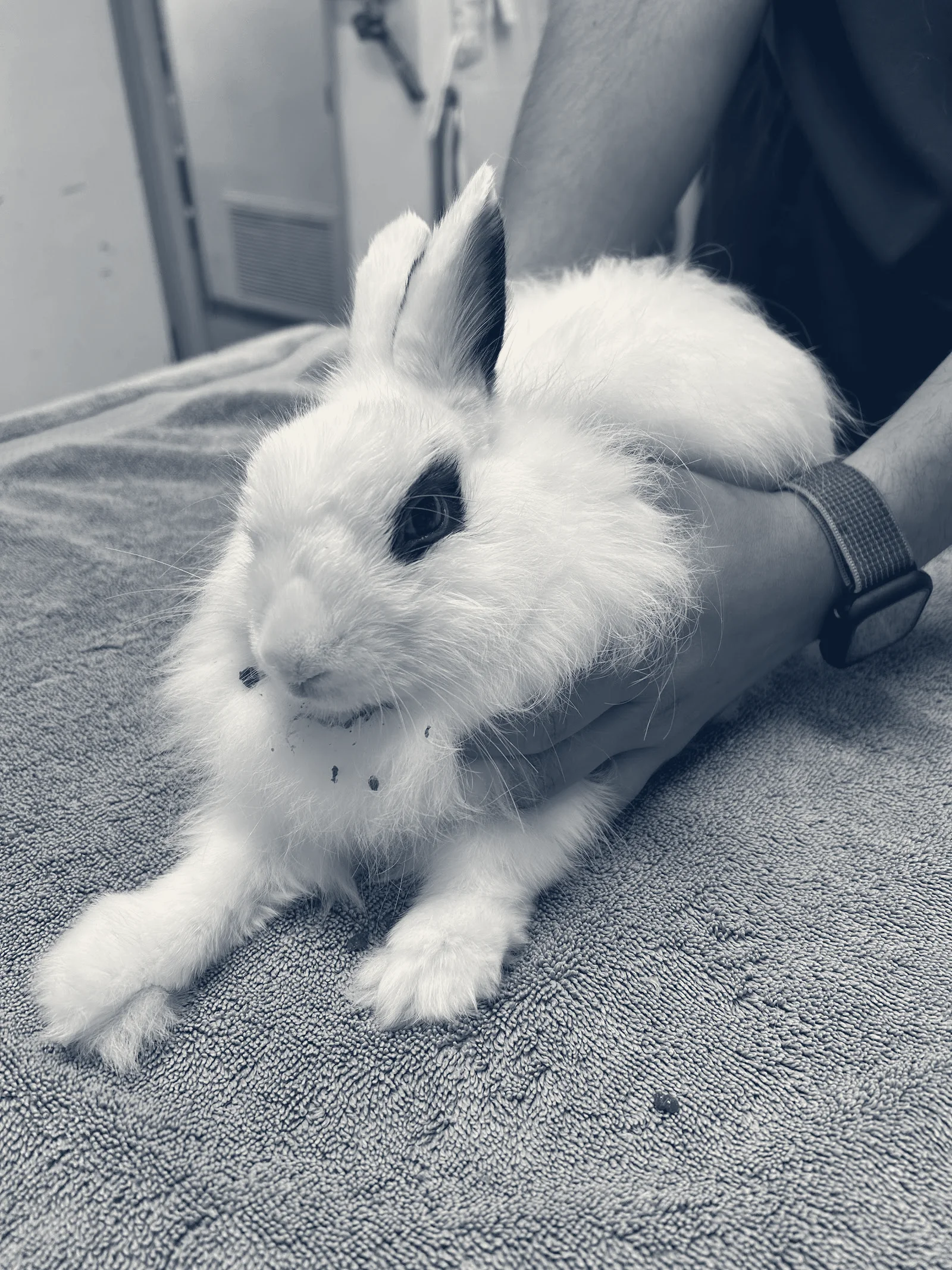South Coast Pet Hospital — Santa Ana, California