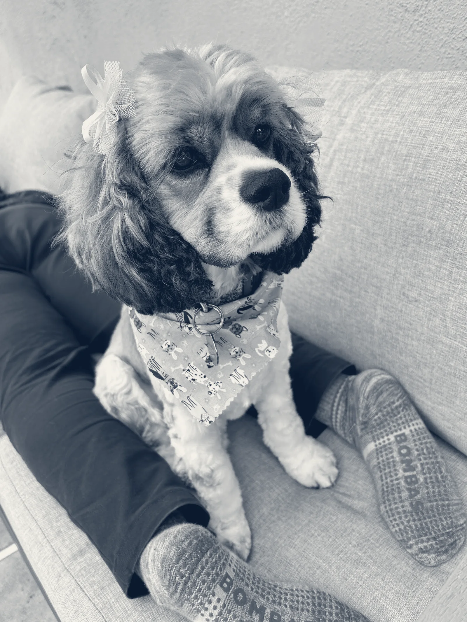 South Coast Pet Hospital — Santa Ana, California