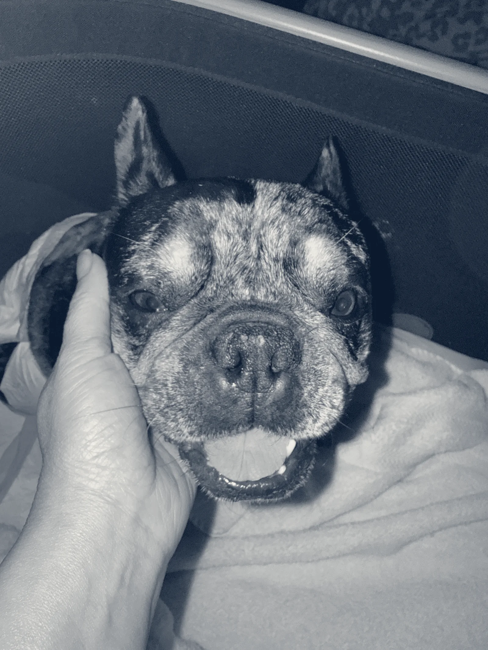 BluePearl Pet Hospital — Irvine, California