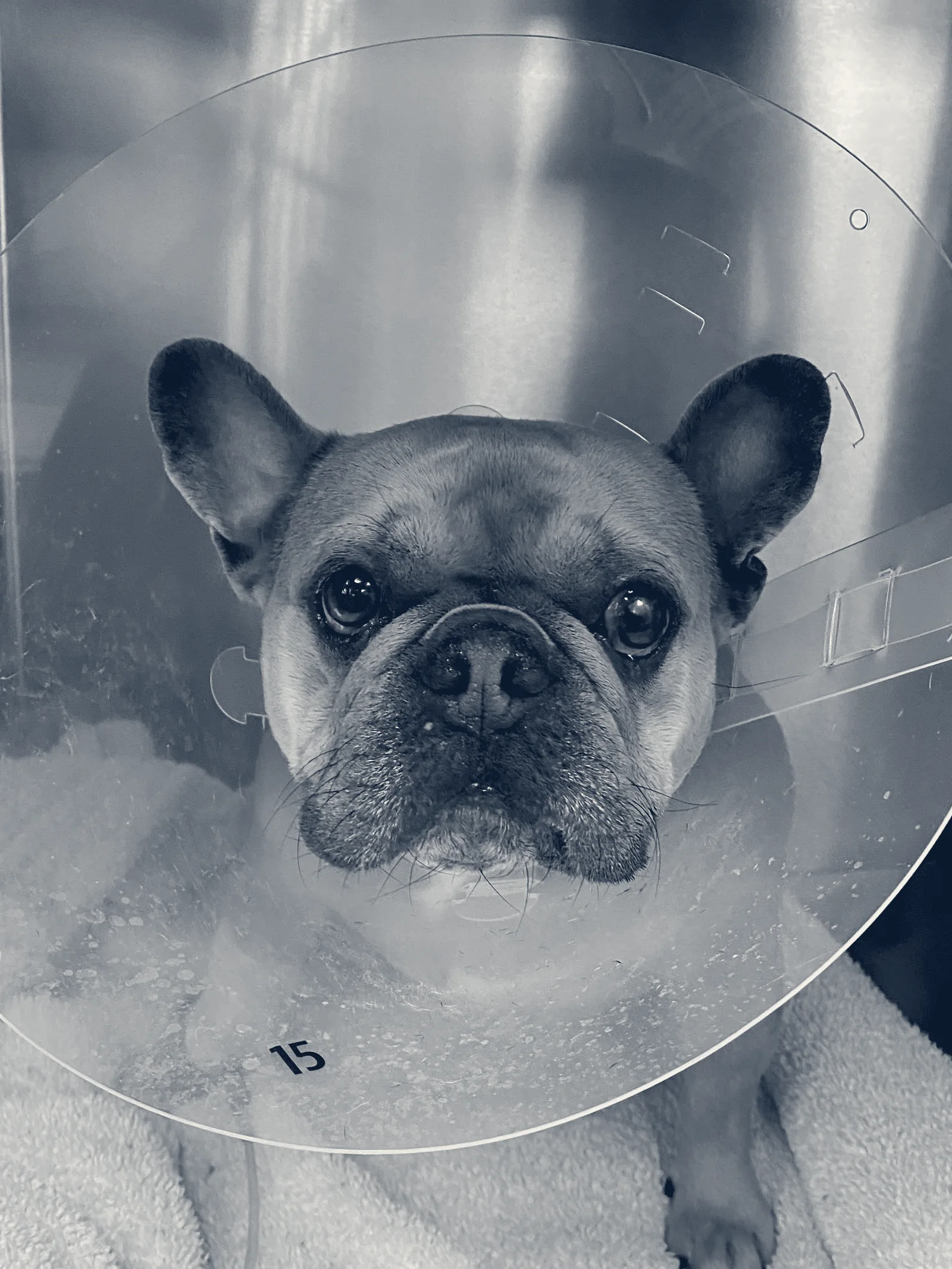 BluePearl Pet Hospital — Irvine, California