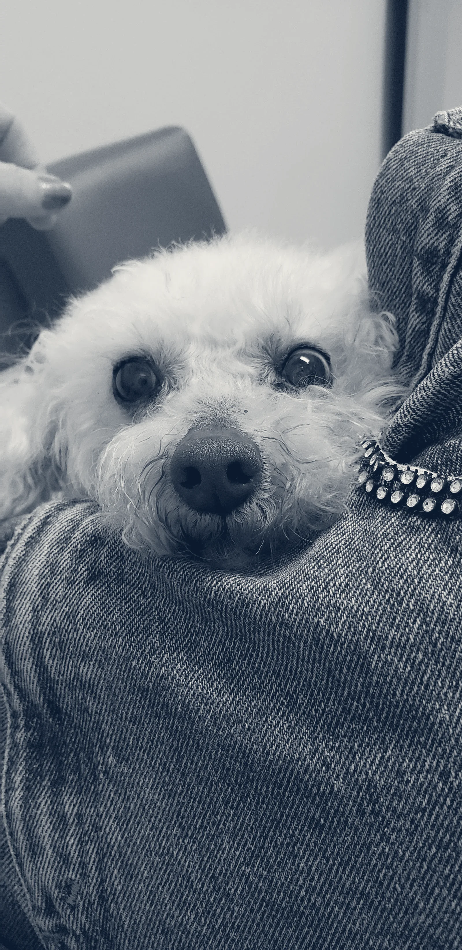 BluePearl Pet Hospital — Irvine, California