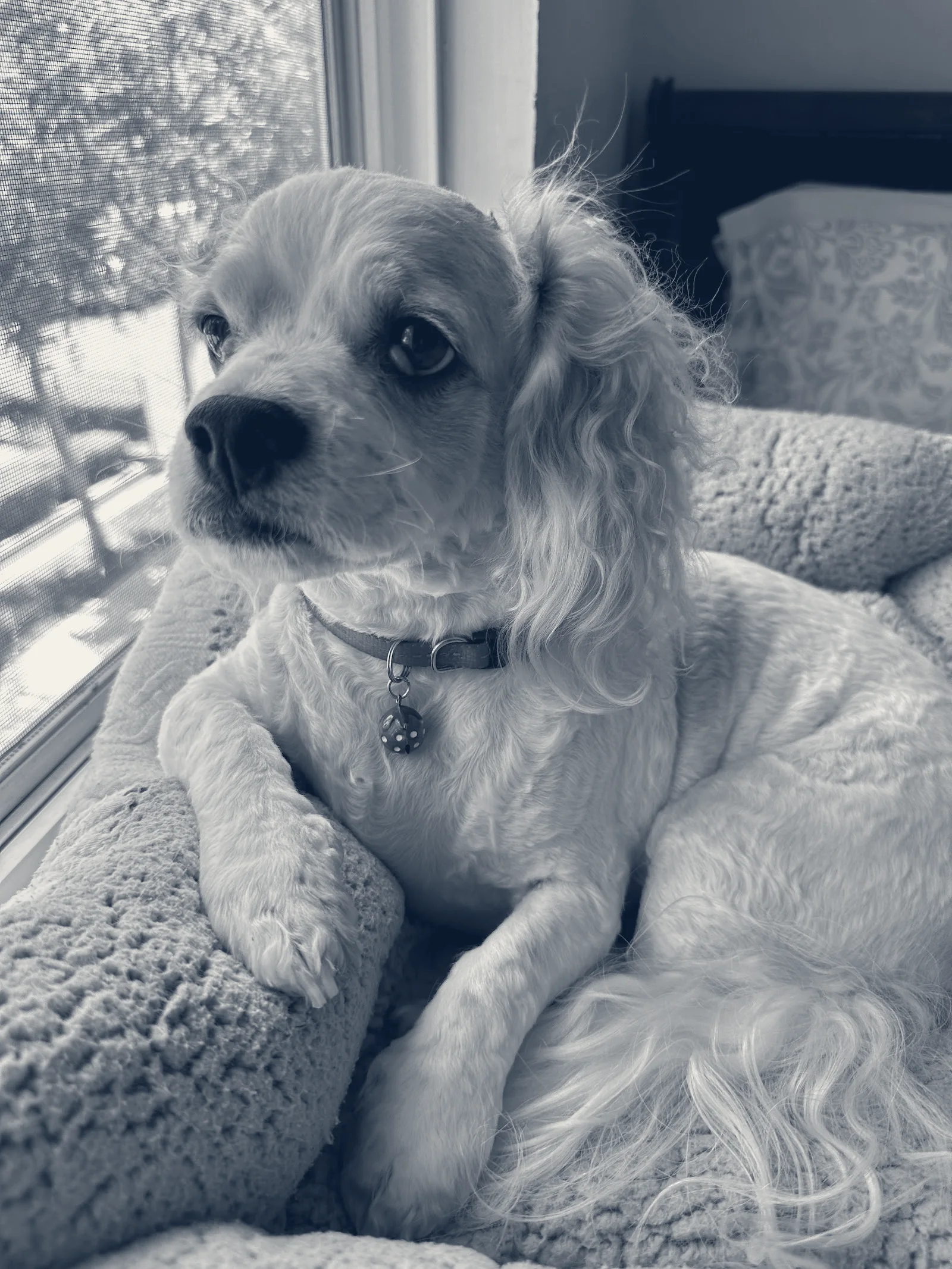 Banfield Pet Hospital — Buena Park, California
