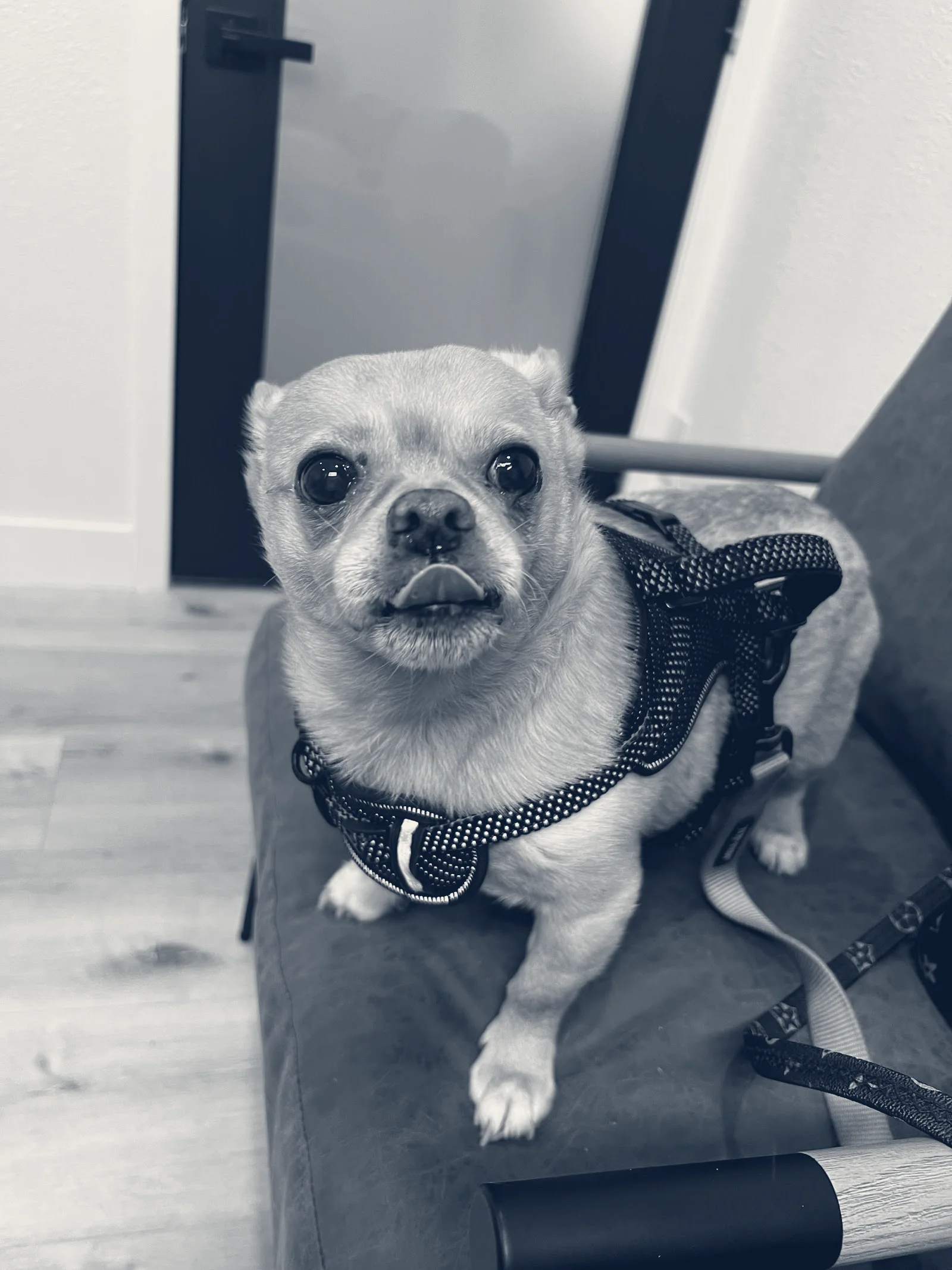 The Animal Doctors of Buena Park — Buena Park, California