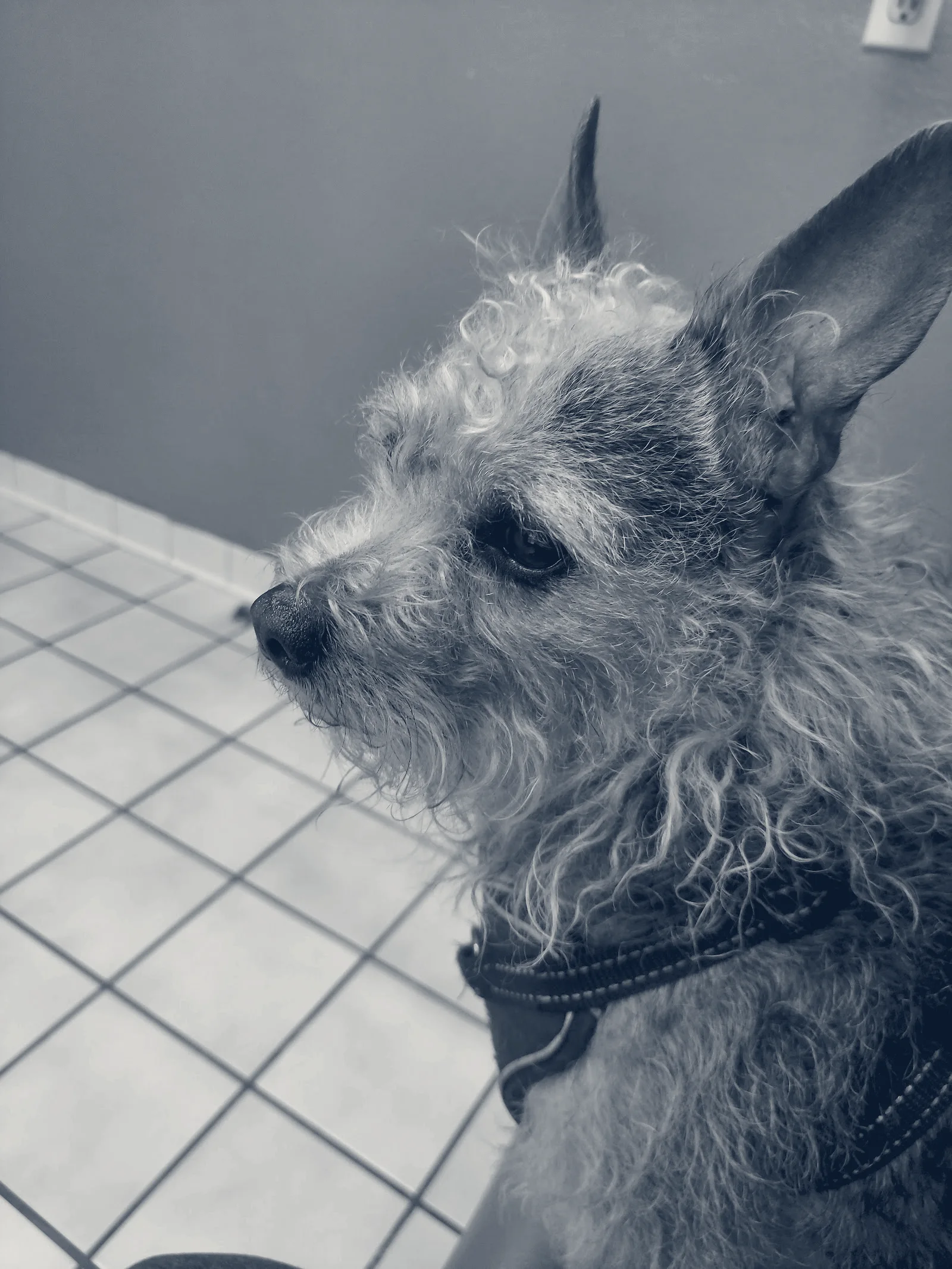 The Animal Doctors of Buena Park — Buena Park, California